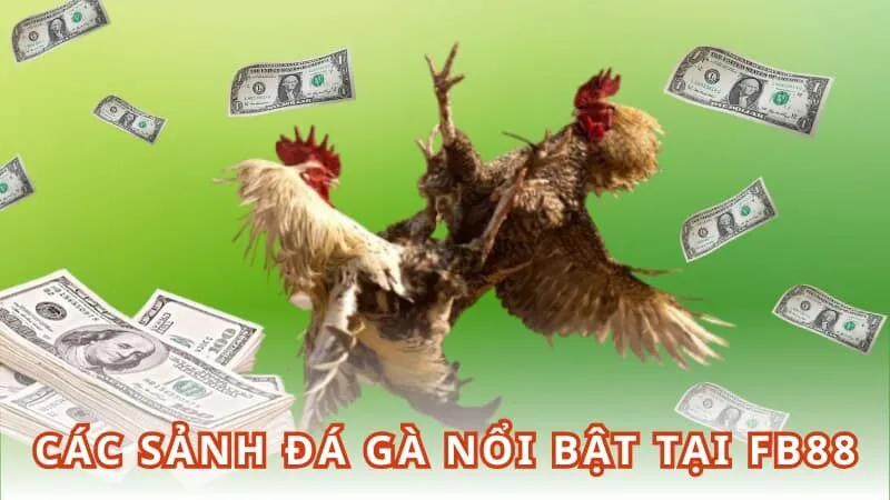 Các sảnh đá gà nổi bật tại FB88